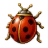 Coccinelle porte-chance